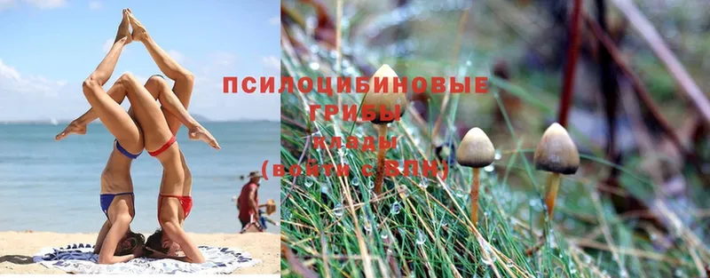 где продают   Пионерский  Галлюциногенные грибы Psilocybe 